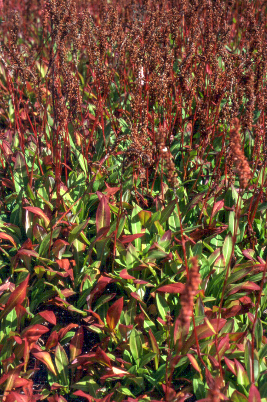 Himalayan Border Jewel